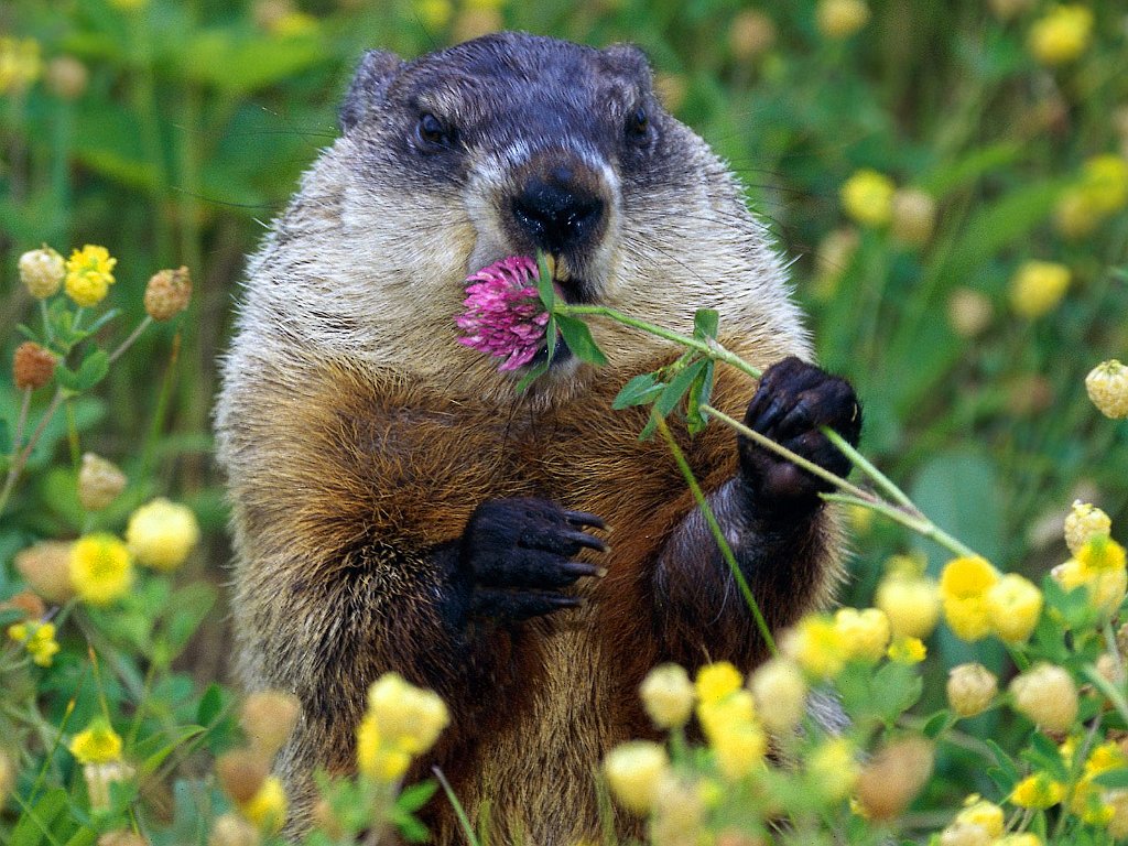 Groundhog Munchies